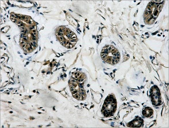 Anti-β-Tubulin Mouse Monoclonal Antibody (3G6)