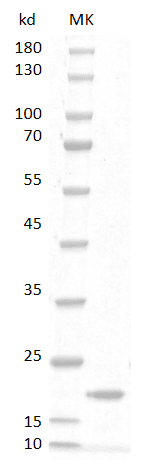 Rat GM-CSF protein