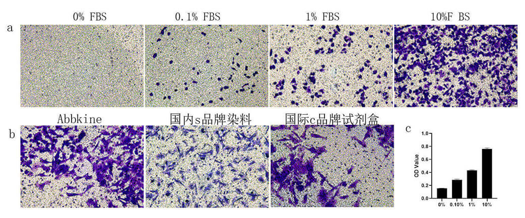 Cell Migration Assay Kit (24 well,8μM)