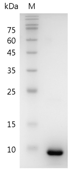 Mouse CXCL2 Protein, His tag (Animal-Free)