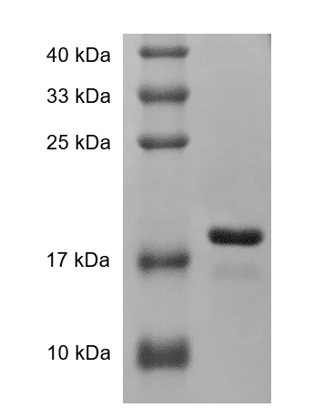Human TRAIL protein