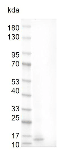 Human BMP-3 Protein