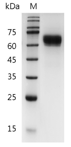 Human IL-12 p70 Protein, His tag (Animal-Free)