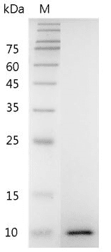 Mouse IGF-II Protein, His tag (Animal-Free)