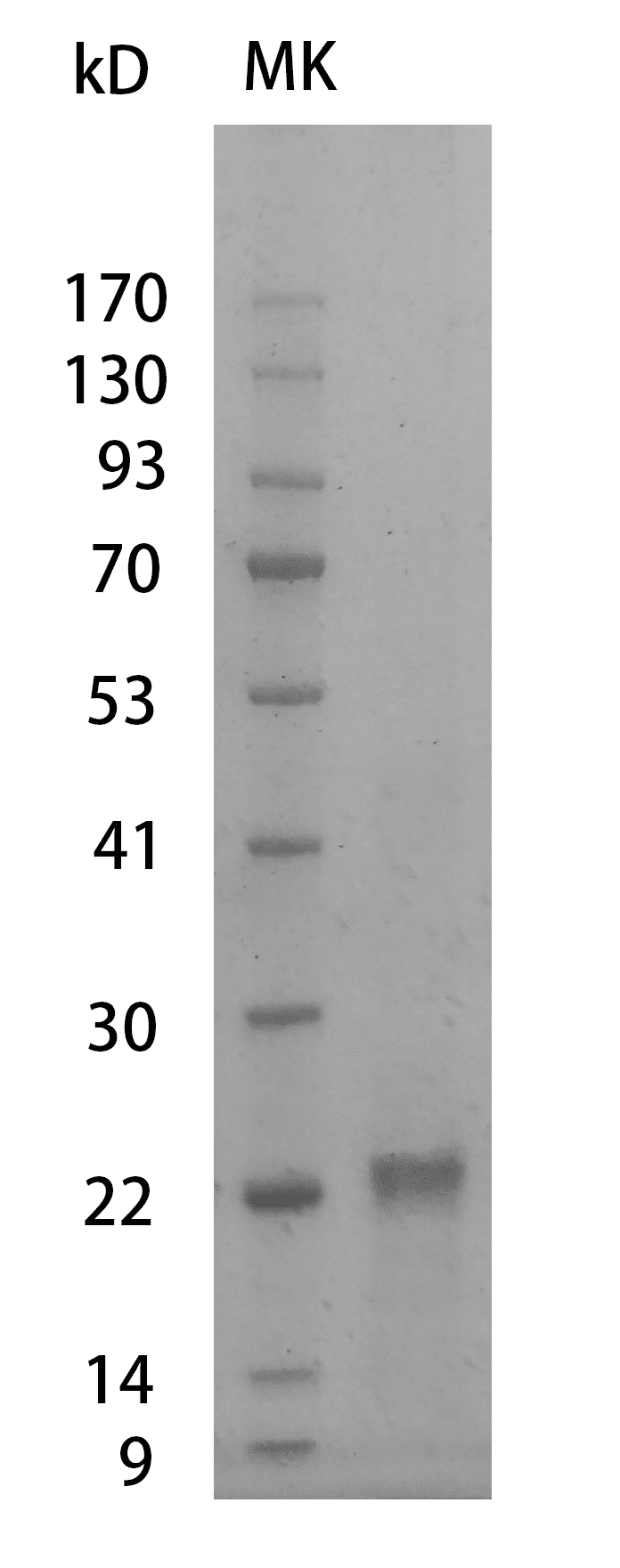 Mouse VEGF165 Protein