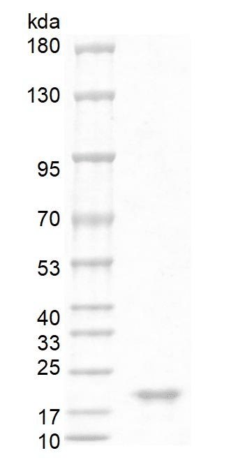 Human BAFF Protein