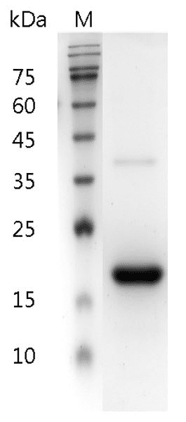 Human IFN-β1a protein, His tag (Animal-Free)