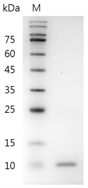 Mouse BMP-4 protein , His tag (Animal-Free)