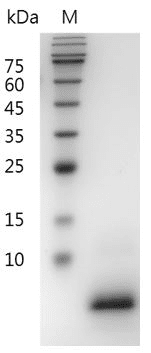 Mouse EGF protein, His tag (Animal-Free)