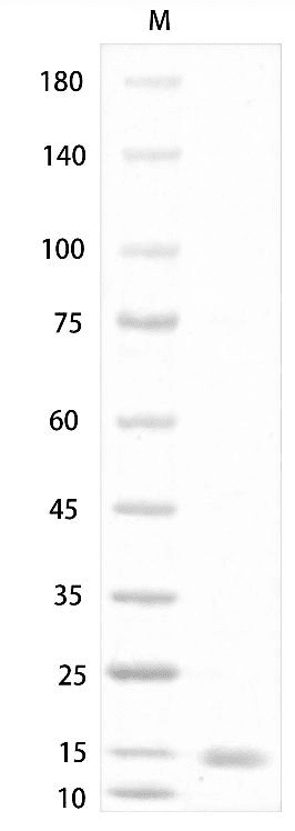 Human/Mouse/Rat Activin A Protein