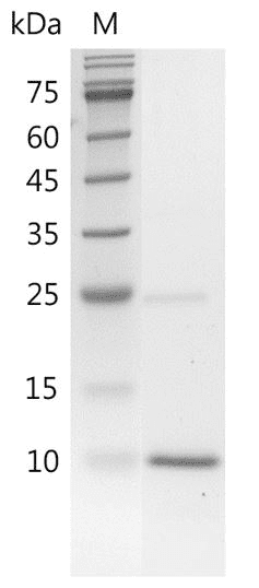 Human BMP-4 protein, His tag (Animal-Free)