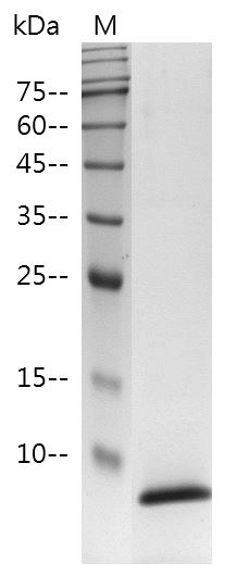 Human EGF protein，His tag (Animal-Free)