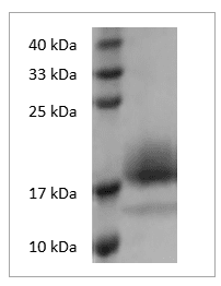Mouse IL-4 protein, His tag (Animal-Free)