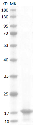 Mouse GM-CSF Protein
