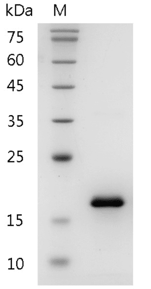 Mouse CCL2 protein , His tag (Animal-Free)