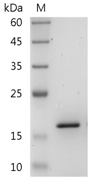 Human TRAIL Protein, His tag (Animal-Free)