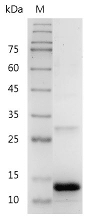 Human Activin B Protein, His tag (Animal-Free)