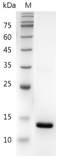 Mouse IL-22 Protein, His tag (Animal-Free)