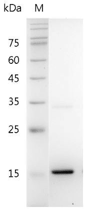 Mouse IL-24 Protein, His tag (Animal-Free)