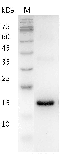 Human IFN-Ω Protein, His tag (Animal-Free)