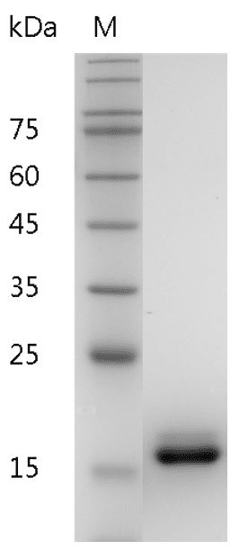Human IL-36RA Protein, His tag (Animal-Free)