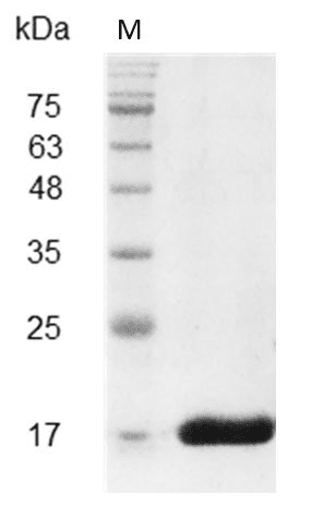 Mouse IL-36γ Protein, His tag (Animal-Free)