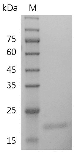 Human IL-28A Protein, His tag (Animal-Free)