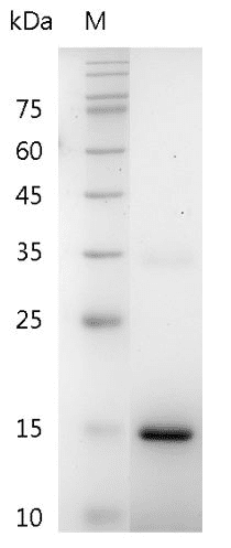 Mouse IL-20 Protein, His tag (Animal-Free)