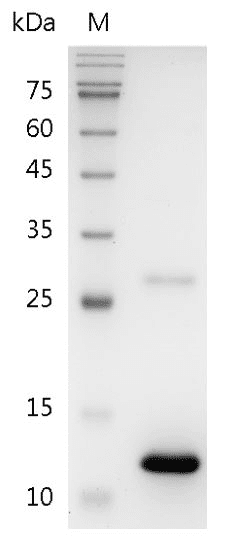 Human BMP-7 Protein, His tag (Animal-Free)