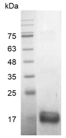 Human BMP-13 Protein, His tag (Animal-Free)