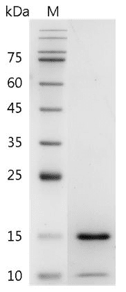 Human BMP-14 Protein, His tag (Animal-Free)