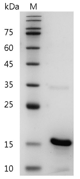 Human BMP-5 Protein, His tag (Animal-Free)