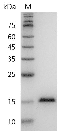 Human TGF-α Protein, His tag (Animal-Free)