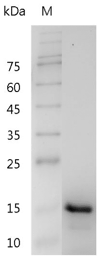 Human IL-17F Protein, His tag (Animal-Free)