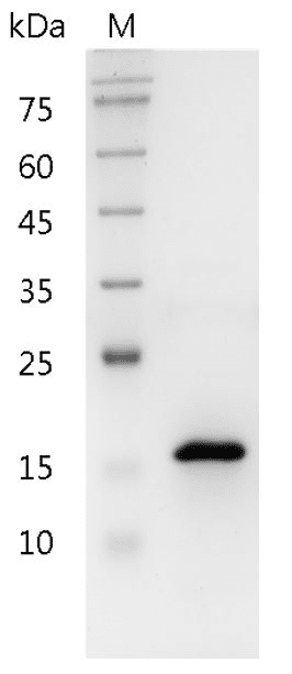 Human Pleiotrophin Protein, His tag (Animal-Free)