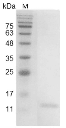 Mouse IL-9 Protein, His tag (Animal-Free)