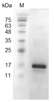Mouse CXCL9 Protein, His tag (Animal-Free)