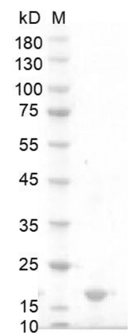 Human IFN-α1a protein