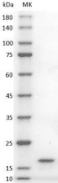Human GDNF Protein