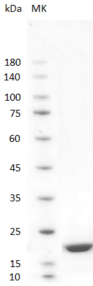 Human IFN-α2a Protein