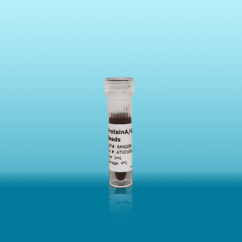 IPKine™ ProteinA/G Magnetic Beads