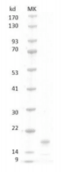 Human SCF Protein