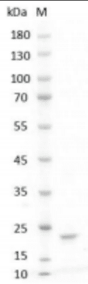 Human LIF Protein