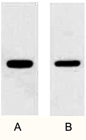 Anti-GFP Tag Mouse Monoclonal Antibody (3D3)