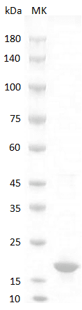 Mouse TRAIL Protein