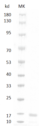 Human/Mouse/Rat GDF11 Protein, His tag