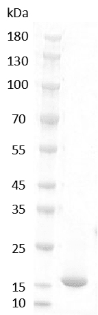 Rat FGF-1 Protein