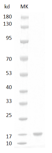 Mouse IL-17A Protein