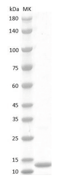 Human MIF Protein