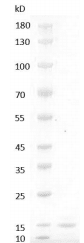 Mouse FGF-4 Protein